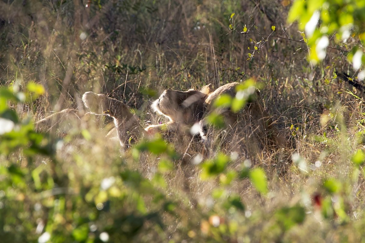 a couple of animals that are in the grass