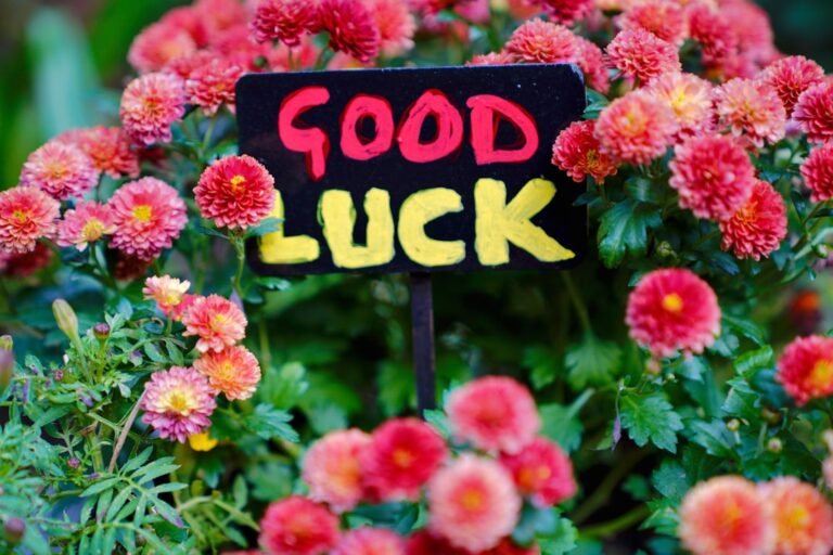 "Panneau dans un champ de fleurs roses avec le message pour savoir comment attirer la chance."