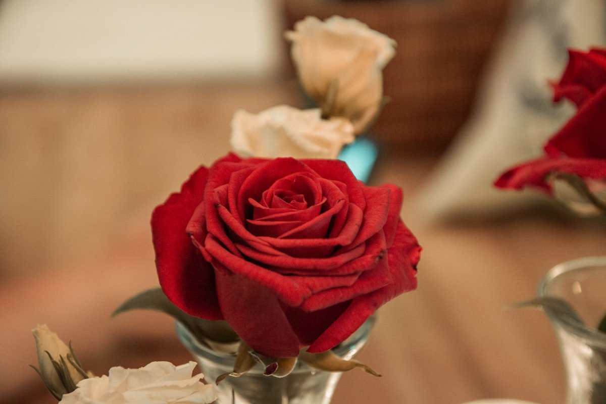 Rose rouge épanouie dans un vase en verre.