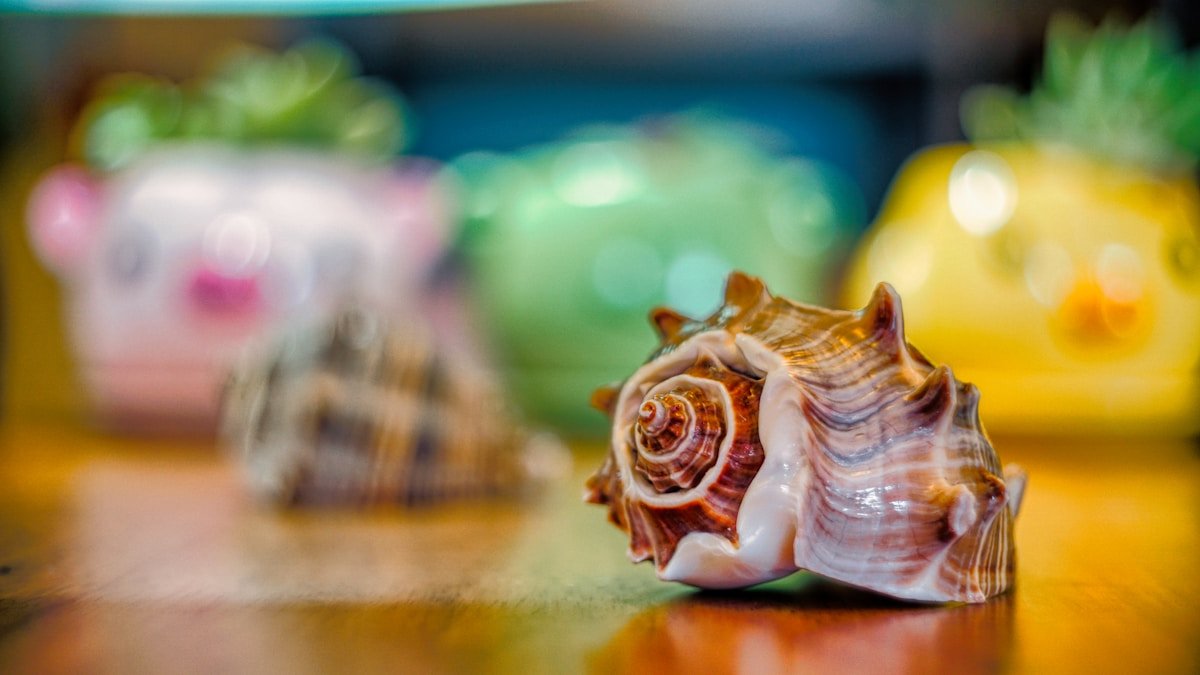 A seashell sits next to decorative planters.