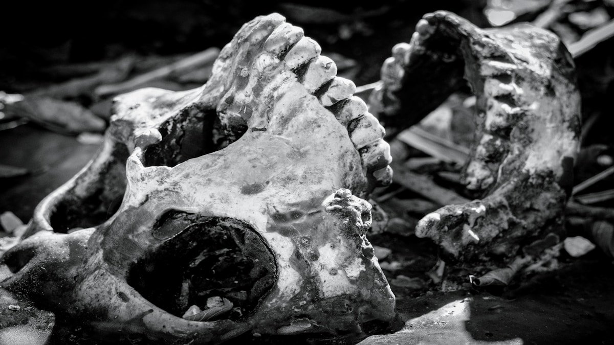 Crâne animal fossilisé, détails osseux et textures sombres.